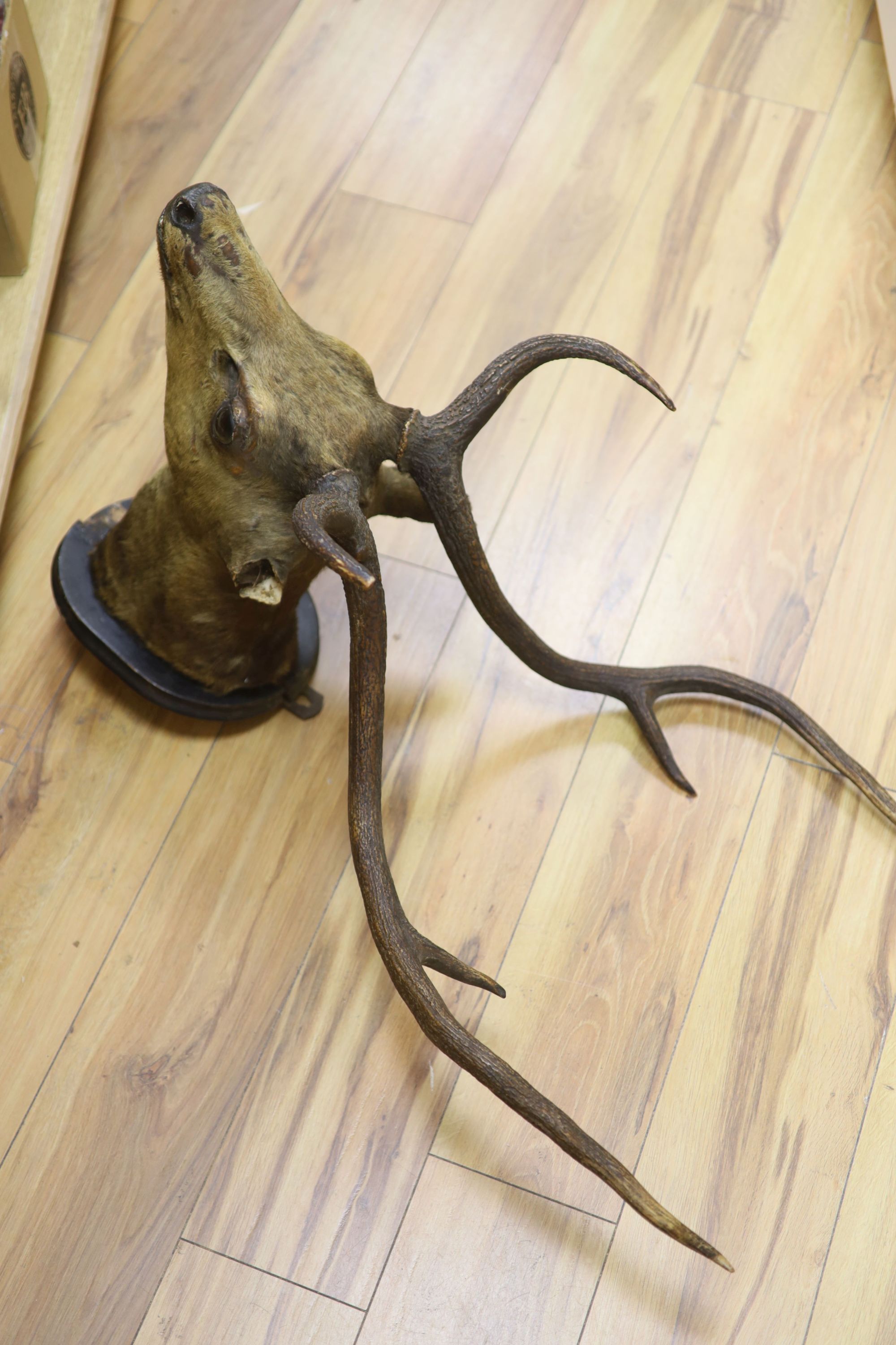 A taxidermic stags head with antlers (a.f.) and a vintage life saving ring (2)